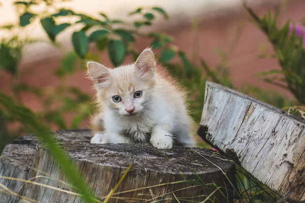 Gatito juguetón en la hierba. Gatito acostado en un campo de hierba — Foto de Stock