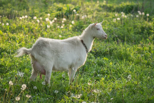 Nyáron fehér kecske a gazdaságban. Házi kecske a fűben — Stock Fotó