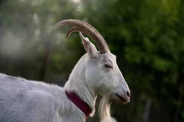 Close-up  female goat. White goat in a field. — Stock Photo, Image