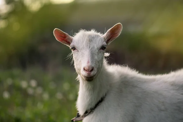 Close up goat in farm on green grass.  Photo of a happy goat. Cute animal portrait — 스톡 사진