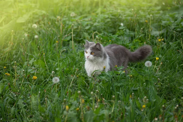 Gato cinzento a brincar no jardim. Gato no jardim — Fotografia de Stock