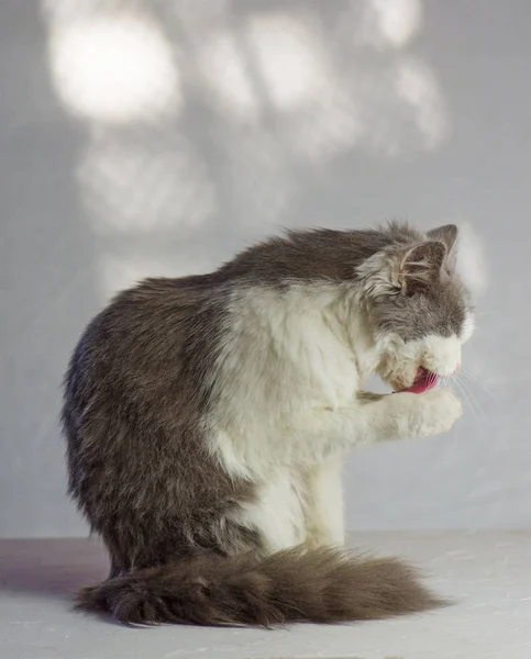 El gato gris lame una pata. Gato adulto gris lame las patas —  Fotos de Stock