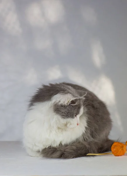 Gatito gracioso en casa. Gato blanco y gris —  Fotos de Stock