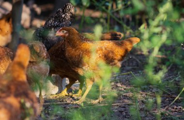 Beslenme zamanında açık kahverengi tavuklar. Kümes hayvanları sahada