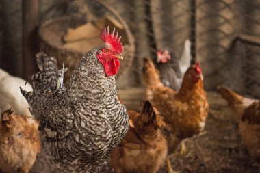 Güneşli bir günde çiftlikte tavuklar. Tavuk kümesinde tavuklar