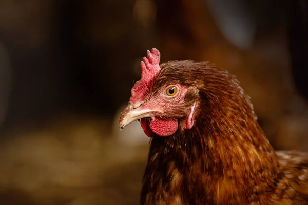 As galinhas biológicas fecham. Galinhas na fazenda — Fotografia de Stock