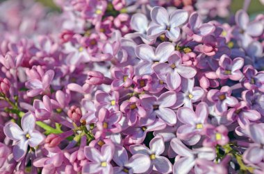 Güzel leylak arka plan. Bahar leylak menekşe çiçekleri