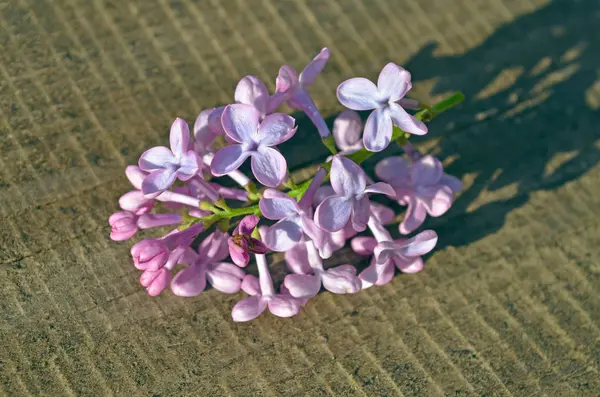 Beautiful lilac flowers on wooden table. Purple beautiful flowers — Stock Photo, Image