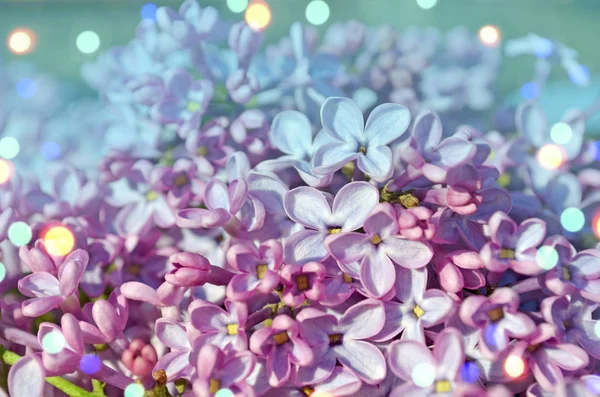 Spring lilac violet flowers. Purple beautiful flowers — 스톡 사진