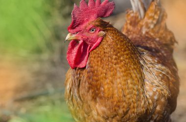 Kahverengi tavuk kameraya bakıyor. Tavuk kümeste.