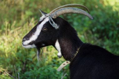 Siyah bir keçi portresi. Siyah keçi besleme otu