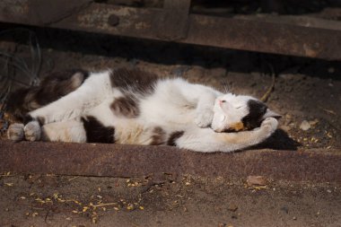 Köyün meraklı kedisi. Tatlı kedi uyuyor.