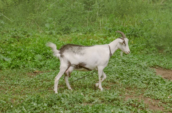 Cute animal portrait. Goat walks through the yard of a country farm — Stock Photo, Image