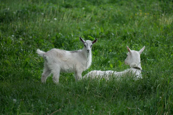 Biała koza z dziećmi. Zwierzęta hodowlane i hodowlane. — Zdjęcie stockowe