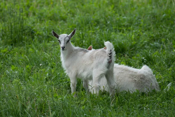 Ziegenbabys stehen im Sommergras. Junge Ziegen grasen auf einer Wiese. — Stockfoto