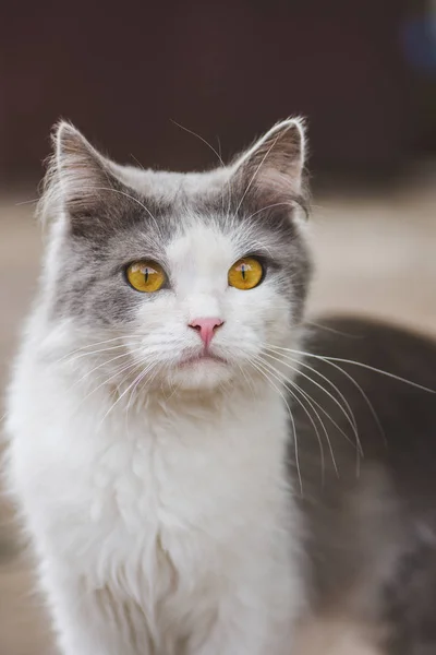 Ritratto di gatto da vicino. Gatto morbido con occhi gialli — Foto Stock