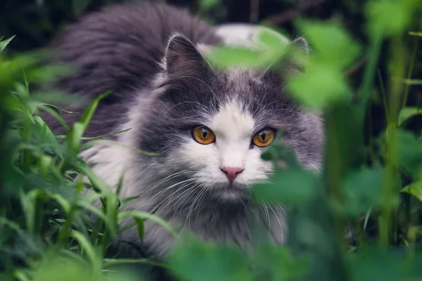 Katt i trädgården. Ung katt i gräset — Stockfoto