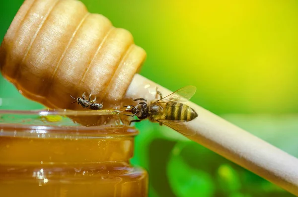 Abeja sentada sobre un vaso de miel. Miel con abeja voladora — Foto de Stock