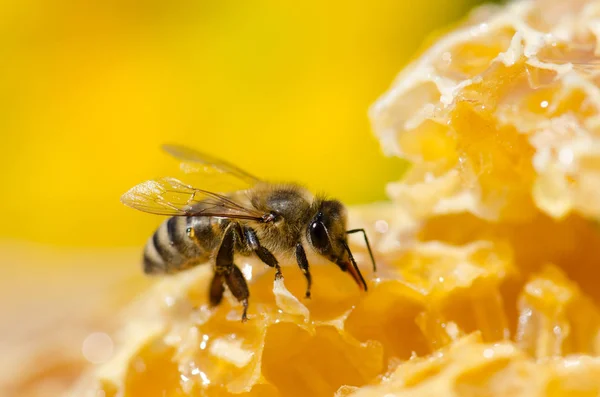 Abeja sentada en un panal. Célula de miel — Foto de Stock