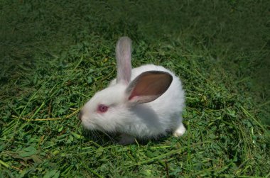 White fur rabbit sitting on green grass