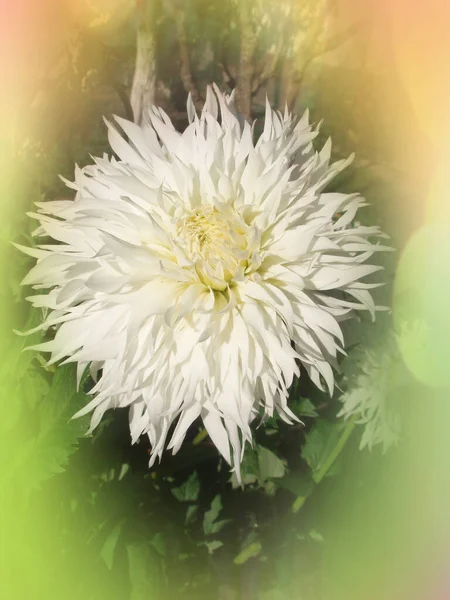 Dahlia cactus flower in the garden close up. — Stock Photo, Image