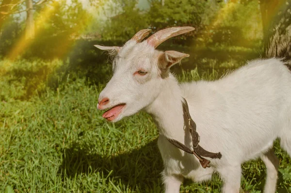 Chèvre blanche assise dans de l'herbe haute. Chèvre blanche avec cornes — Photo