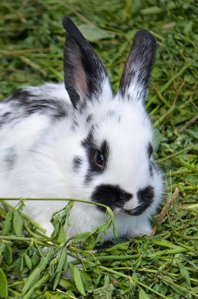 Conejito blanco con manchas negras. Conejo blanco y negro — Foto de Stock