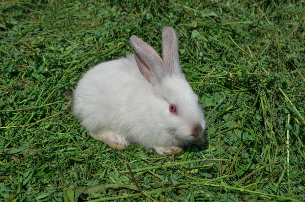 Baby white fur fluffy rabbit in meadow — Stock Photo, Image