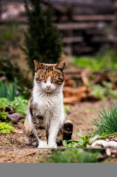 Vackert katt porträtt i naturen. Katt sitter i blommor. — Stockfoto