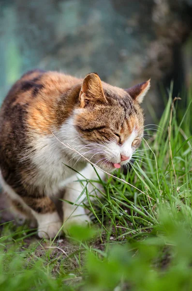 O gato senta-se no jardim com a língua para fora. Retrato de um belo gato calico — Fotografia de Stock