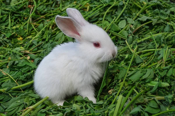 Conejo blanco bebé en el prado. blanco lindo bonito conejo — Foto de Stock