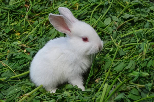 Bebe Lapin Blanc Dans La Prairie Image Libre De Droit Par Lesichkalll27 Gmail Com C Bebe Lapin Blanc Dans La Prairie Image Libre De Droit Par Lesichkalll27 Gmail Com C