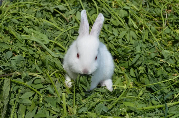 Baby white rabbit in meadow. White cute pretty rabbit — Stok fotoğraf