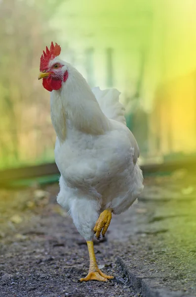 Gama livre de galinhas brancas. galinha posando para câmera no por do sol — Fotografia de Stock