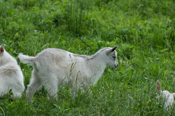 Bebé cabras niño de pie en la hierba de verano. Cabras jóvenes pastan en un prado . —  Fotos de Stock