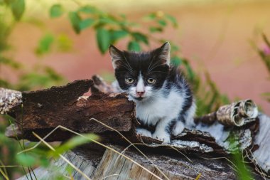 Bahçede oynayan kedi. Bahar çimlerinde dinlenen kedi.