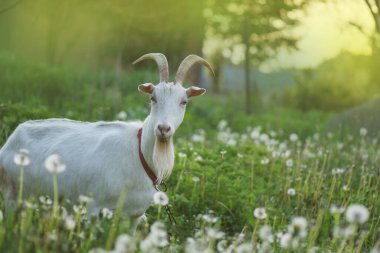 White goat in the yard. Goat in a green field. Ukrainian country style