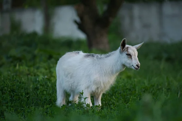 Baby kecske séta a réten. Kecske gyerek eszik zöld fű — Stock Fotó