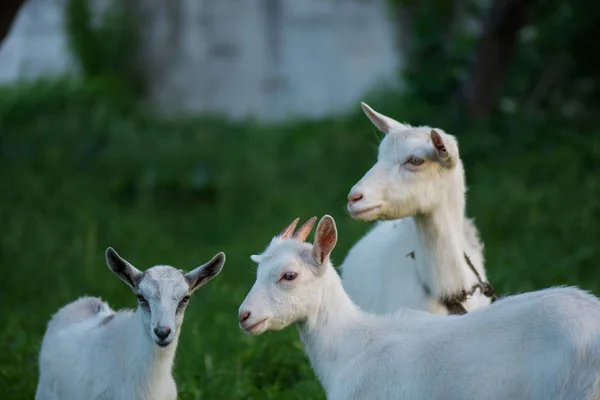 Capra bianca con bambini. Gruppo di capre con capretto — Foto Stock