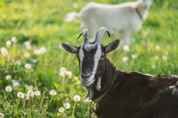 Head of funny black goat. Black goat portrait. Concept of goat milk — Stock Photo, Image