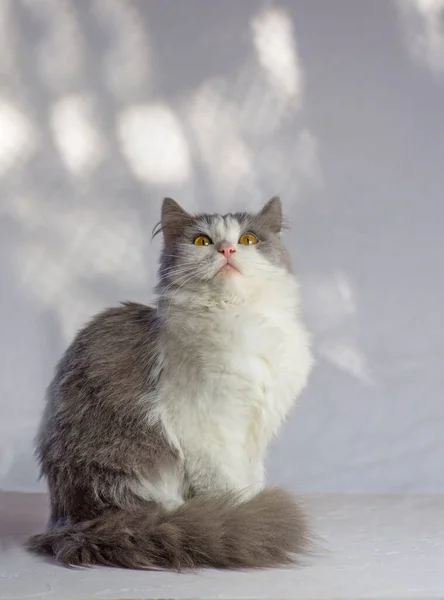 Gato gris esponjoso. Gato adorable en casa . —  Fotos de Stock