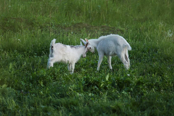 Małe białe koźlęta na polu. Kozy biją razem głowy. — Zdjęcie stockowe