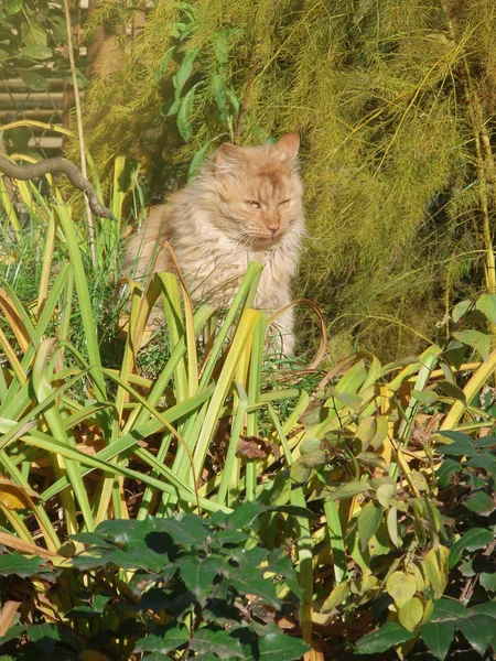 Kot siedzi w ogrodzie zielonego trawnika. Czerwony kot nioski w przyrodzie. — Zdjęcie stockowe