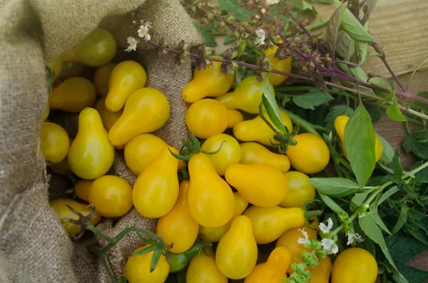 Birnenförmige gelbe Tomate. Gelbe Birnentomaten — Stockfoto