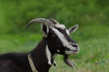 Siyah bir keçi portresi. Siyah keçi besleme otu