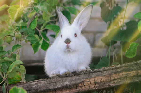 Conejo en hierba verde. Conejo blanco lindo — Foto de Stock