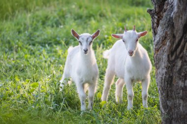 Çimenlerde otlayan sevimli keçi. Küçük çocuk keçiler. İki küçük keçi