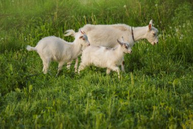 Çiftlik keçisi sürüsi. Çocuklu beyaz keçi