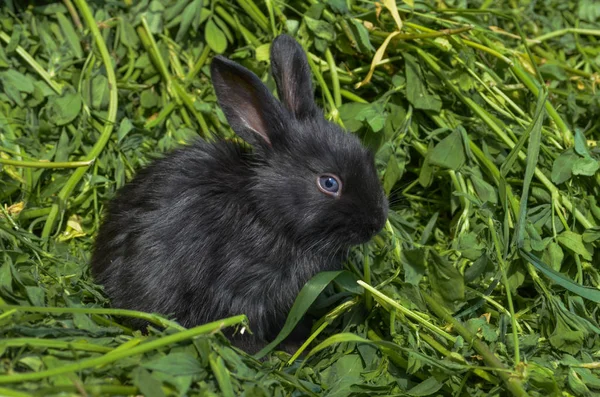 Svart liten kanin. Fluffig söt kanin — Stockfoto