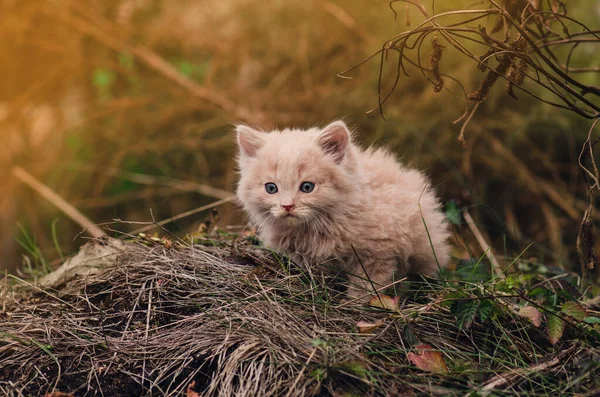 Gatito en el jardín en hierba verde — Foto de Stock